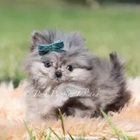 Cooper AKC TINY, a male Pomeranian for sale in Warsaw, IN – 3 of 7