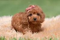 Cupcake F1, a female Maltipoo for sale in Warsaw, IN – 4 of 10