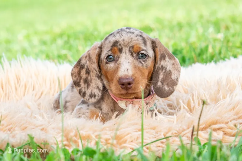Sprinkles AKC – Miniature Dachshund puppy for sale in Warsaw, IN