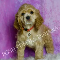 Nelson AKC, a male Cocker Spaniel for sale in Warsaw, IN – Photo 1 of 6
