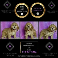 Nelson AKC, a male Cocker Spaniel for sale in Warsaw, IN – Photo 2 of 6