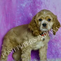Nelson AKC, a male Cocker Spaniel for sale in Warsaw, IN – Photo 4 of 6