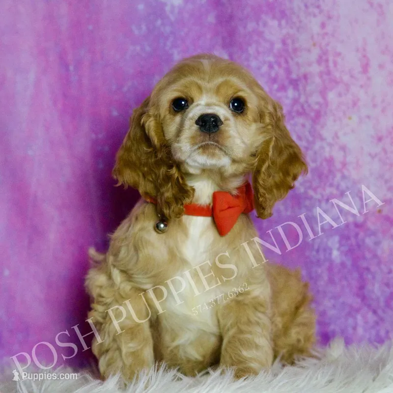 Nelson AKC, a male Cocker Spaniel for sale in Warsaw, IN – Photo 1 of 6