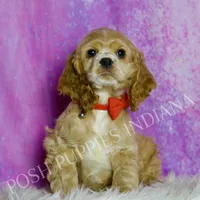 Nelson AKC, a male Cocker Spaniel for sale in Warsaw, IN – Photo 1 of 6