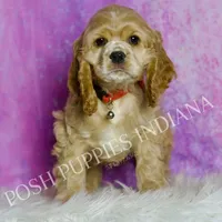 Nelson AKC, a male Cocker Spaniel for sale in Warsaw, IN – Photo 6 of 6