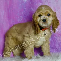 Nelson AKC, a male Cocker Spaniel for sale in Warsaw, IN – Photo 5 of 6