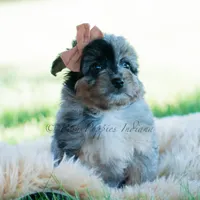 Vera, a female Pomeranian and Poodle - Toy  for sale in Warsaw, IN – 6 of 7