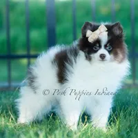 Nutella , a male Pomeranian for sale in Warsaw, IN – 4 of 7