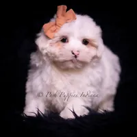 Tiny winnie, a female Maltese for sale in Warsaw, IN – Photo 4 of 4