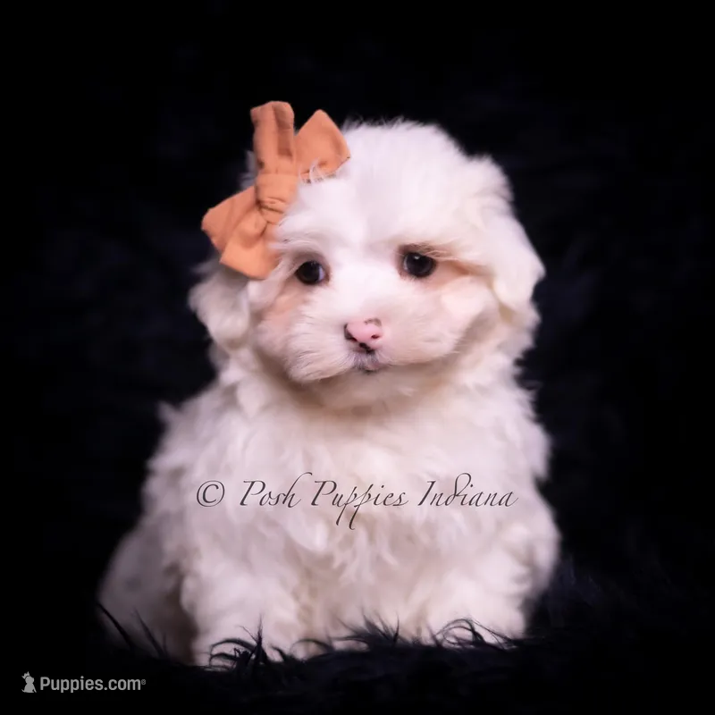 Tiny winnie, a female Maltese for sale in Warsaw, IN – Photo 1 of 4