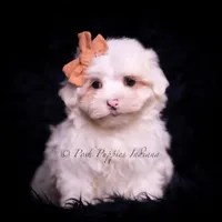 Tiny winnie, a female Maltese for sale in Warsaw, IN – Photo 1 of 4