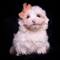 Tiny winnie, a female Maltese for sale in Warsaw, IN – Photo 2 of 4