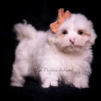 Tiny winnie, a female Maltese for sale in Warsaw, IN – Photo 3 of 4