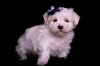 tatertot, a male Maltese for sale in Warsaw, IN – 8 of 10