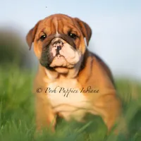 Duchess, a female English Bulldog for sale in Warsaw, IN – 2 of 6