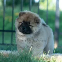 Beast, a male Chow Chow for sale in Warsaw, IN – 5 of 10