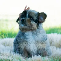 Vera, a female Pomeranian and Poodle - Toy  for sale in Warsaw, IN – 2 of 7