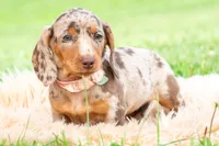 Sprinkles AKC, a male Miniature Dachshund for sale in Warsaw, IN – 7 of 10