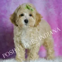 Bubbles, a male Maltipoo for sale in Warsaw, IN – Photo 1 of 4