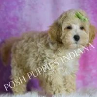 Bubbles, a male Maltipoo for sale in Warsaw, IN – Photo 2 of 4