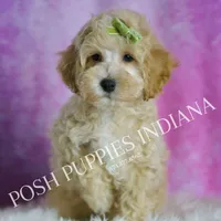 Bubbles, a male Maltipoo for sale in Warsaw, IN – Photo 4 of 4