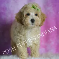Bubbles, a male Maltipoo for sale in Warsaw, IN – Photo 3 of 4
