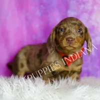Jasper AKC, a male Miniature Dachshund for sale in Warsaw, IN – Photo 3 of 7