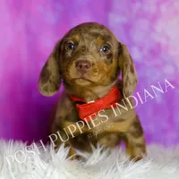 Jasper AKC, a male Miniature Dachshund for sale in Warsaw, IN – Photo 6 of 7