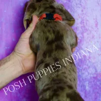 Jasper AKC, a male Miniature Dachshund for sale in Warsaw, IN – Photo 4 of 7