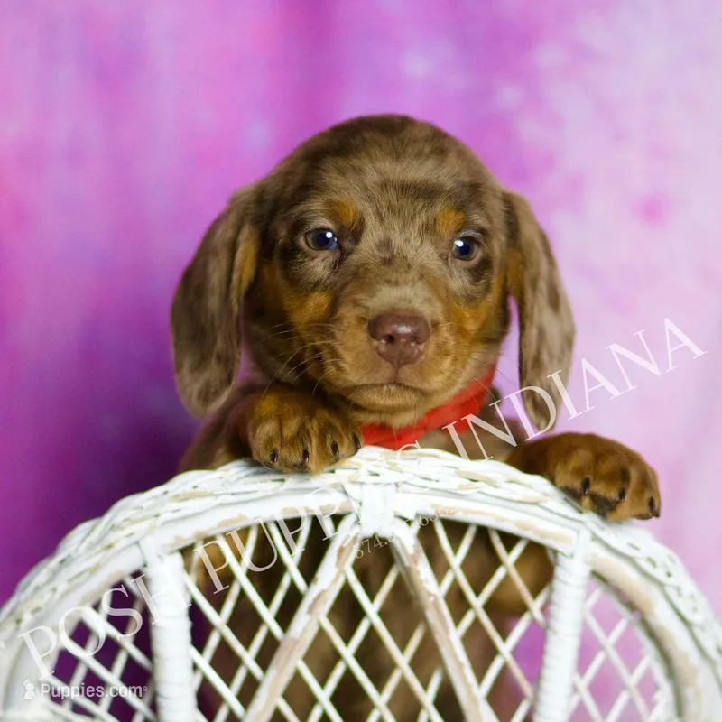Jasper AKC, a male Miniature Dachshund for sale in Warsaw, IN – Photo 1 of 7