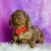 Jasper AKC, a male Miniature Dachshund for sale in Warsaw, IN – Photo 2 of 7