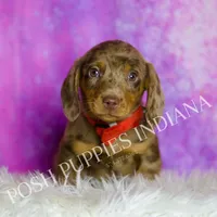 Jasper AKC, a male Miniature Dachshund for sale in Warsaw, IN – Photo 5 of 7