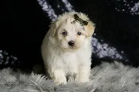 Cheddar, a male Maltipoo for sale in Warsaw, IN – Photo 5 of 6