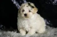 Cheddar, a male Maltipoo for sale in Warsaw, IN – Photo 3 of 6