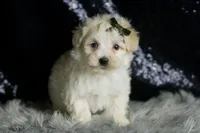 Cheddar, a male Maltipoo for sale in Warsaw, IN – Photo 4 of 6