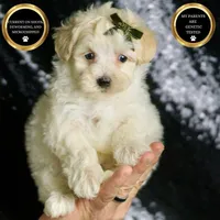 Cheddar, a male Maltipoo for sale in Warsaw, IN – Photo 1 of 6