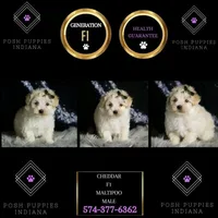 Cheddar, a male Maltipoo for sale in Warsaw, IN – Photo 2 of 6