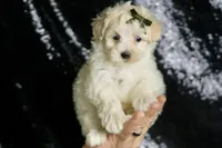 Cheddar, a male Maltipoo for sale in Warsaw, IN – Photo 6 of 6