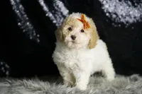 Kelce, a male Maltipoo for sale in Warsaw, IN – Photo 7 of 7