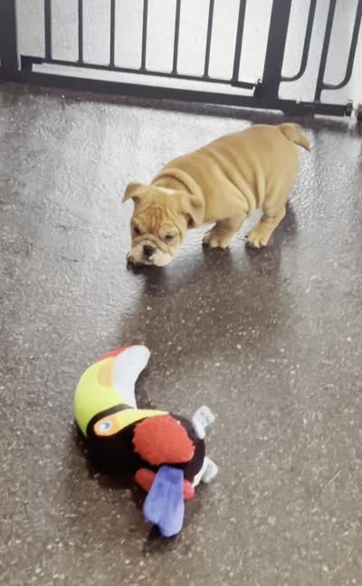 Porkchop, a male English Bulldog for sale in Warsaw, IN – 6 of 6