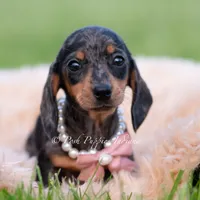 SADIE AKC, a female Miniature Dachshund for sale in Warsaw, IN – 4 of 7