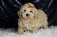 Scotch, a male Maltipoo for sale in Warsaw, IN – Photo 5 of 7