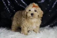 Scotch, a male Maltipoo for sale in Warsaw, IN – Photo 7 of 7