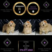Scotch, a male Maltipoo for sale in Warsaw, IN – Photo 2 of 7