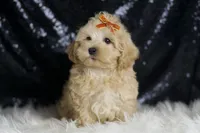 Scotch, a male Maltipoo for sale in Warsaw, IN – Photo 3 of 7