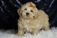 Scotch, a male Maltipoo for sale in Warsaw, IN – Photo 6 of 7