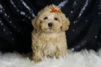 Scotch, a male Maltipoo for sale in Warsaw, IN – Photo 4 of 7