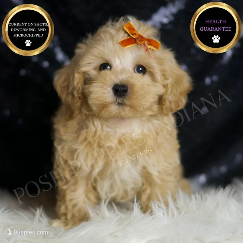 Scotch – Maltipoo puppy for sale in Warsaw, IN