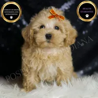 Scotch, a male Maltipoo for sale in Warsaw, IN – Photo 1 of 7