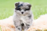 Draco, a male Pomeranian for sale in Warsaw, IN – 2 of 6